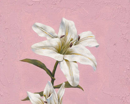 Lily | Original