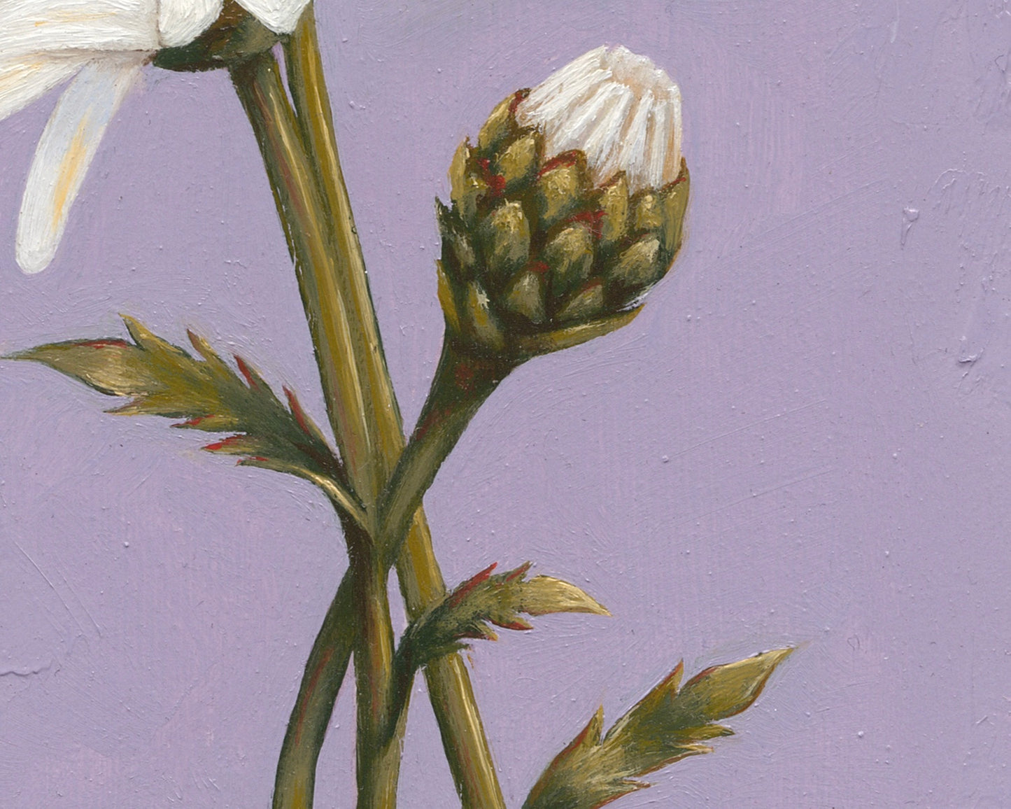 Daisy for April | Original