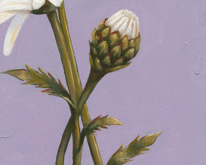 Daisy for April | Original